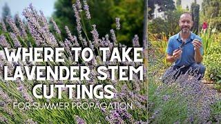  Where to Take English Lavender Stem Cuttings #shorts 