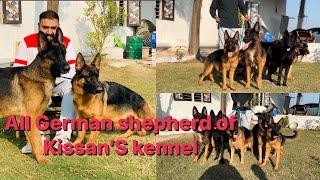 Kissan’S kennel | new #germanshepherd all German shepherd of my kennel