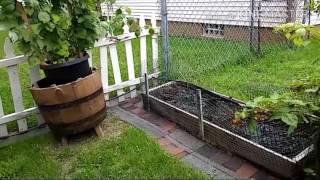 Concord grape vine / fall gold raspberries