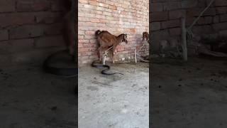 bakara Rajasthani  #goat #rajasthani #cow #bakara #shortvideo #shorts #short #status #video #goa
