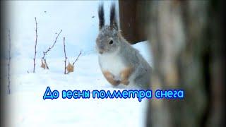 Белка прыгает по снегу\Squirrel jumps in the snow