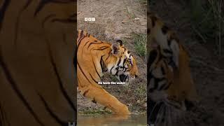 Bengal tiger cub takes a bath  - BBC