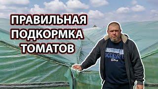 ПРАВИЛЬНАЯ ПОДКОРМКА ТОМАТОВ / окучивание томатов