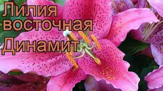 Лилия восточная Динамит (lilium)  восточная лилия Динамит обзор: как сажать, луковицы лилии Динамит