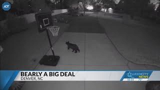 Bear caught on camera at Lake Norman home