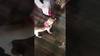 Scooby Steal The show! Chihuahua takes the bone! #puppylove #puppy #playingpuppy