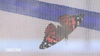 How to Care for Painted Lady Butterflies