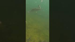 LARGEMOUTH VS MINNOW!!!