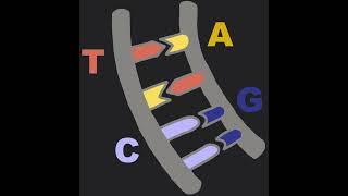 Story in a Strand  The DNA helix 