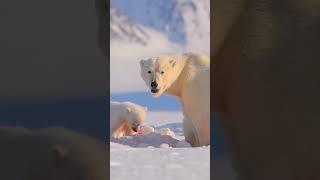 Epic Nature | Polar Bear Majesty in the Frozen Arctic Wilderness #polarbear #wildlife #mammal