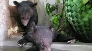 Bear cub rescue success! COVID, you can't stop us!