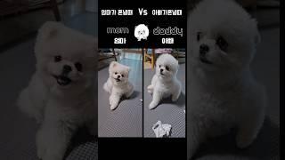 인스타️ 600만뷰영상 강아지혼날때엄마vs아빠 반응차이 #dogshorts #shorts #강아지일상#귀여운강아지 #puppy#cutedogs #강아지반응#포메라니안 #포메성격