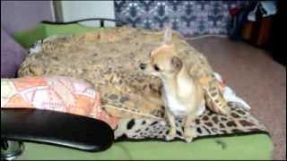 Артистичная чихуахуа поет Singing Chihuahua