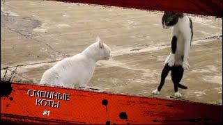 Смешные КОТЫ #1 / Лучшие приколы 2020 / Funny cats.