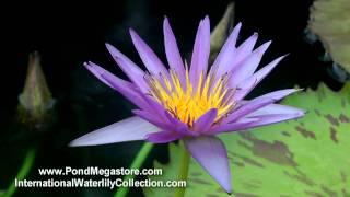 Waterlily Larissa Racine, pond plants, water garden flowers