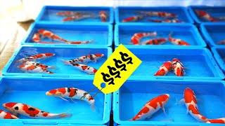 Growing The Most Expensive Fish in The World!