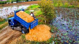 Start A New Project Delete Pond !! Mini Bulldozer Push Soil ,  5Ton Truck Unloading Develop Cambodia