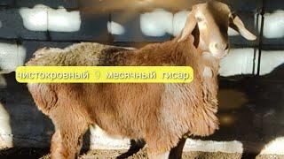 Элитный гисар кочкорик#shorts