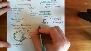 Introduction to Angiogenesis Part 1