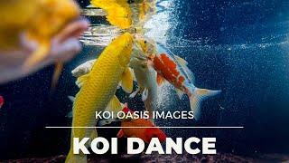 Koi Dance