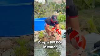 Holding Koi Fish is HARD??? #koi #koifish #nishikigoi #koipond