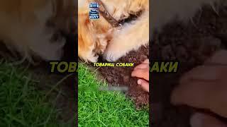 Мужчина выкопал свою собаку️ #животные #animals