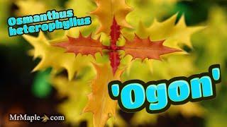 Osmanthus heterophyllus 'Ogon' | Golden Yellow Fragrant Tea Olive | MrMaple Clips 