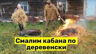 Разделка туши КАБАНА по-деревенски! Как смолить свинью соломой? Разборка туши!