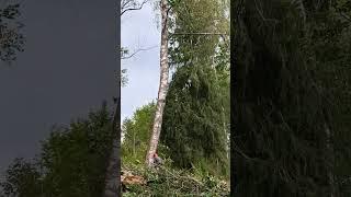 Forestry works cutting firewood on a steep slope #chainsawman  #ponsse