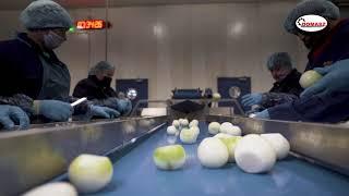 Linia do obierania cebuli Domasz / Onion peeling line Domasz