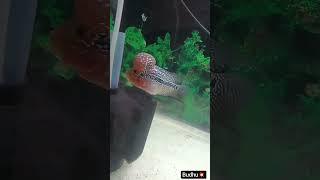 SRD FLOWERHORN ️ #mjaquaazone    #aqua #aquarium #srdflowerhorn #flowerhorn #maleflowerhorn #flower