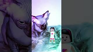 Видео с tik tok vs likee sphynx kitten