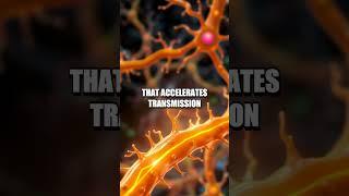 Unveiling the Human Axon