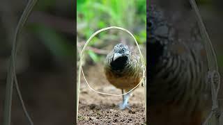 Very Amazing Bird Trap for Catching Bird