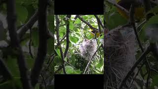 Самец кормит птенцов Гнездо иволги #birds #shorts