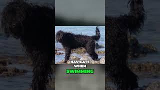 Portuguese Water Dog - Made for Swimming