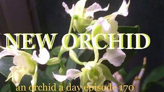 #NEWORCHID AN ORCHID A DAY EPISODE 170 #DENDROBIUM FORBESII