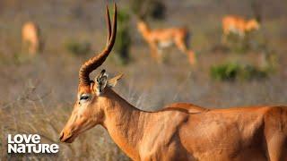 Saving Wildlife During The Kenya/Somalia War | Kenya Wildlife Diaries 106