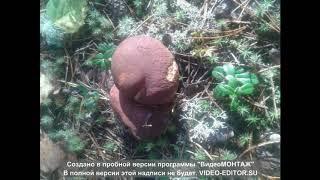 Прогулка в лесу ...