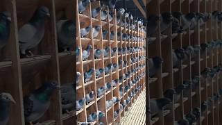 Amazing Pigeon farming #farming #agriculture #pigeon #pigeons #pigeonfarm #shorts #foryou #farm