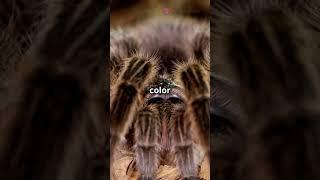 Discover the gentle giant: Chilean Rose Tarantula