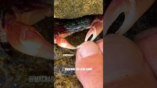 Crab ASMR | MrCrabGuy ASMR Sounds  #shorts