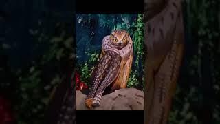  Amazing Animals Illusions | Animal Illusions|Most Realistic And Creative Animal Body Art illusion