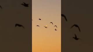 If you don’t like big groups of teal at first shooting light then you’re crazy! #teal #duckhunting