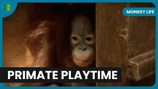 Baby Orangutan’s First Steps on Grass - Monkey Life - Documentary