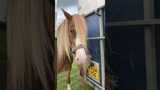Wish she didn’t have an ASTHMA attack #horse #miniaturehorse #equestrianjourney #pony #horsefan