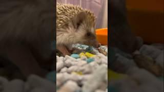 Огругляюсь️или Внимание на глаза  ежика #животные #hedgehog #юмор #pet #ёжик #еда #приколы #cute