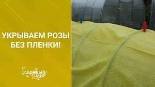 Укрываем розы без пленки!