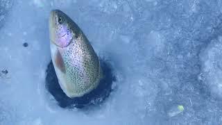 We tested green liver bait for trout fishing#troutfishing #underwater #icefishing