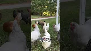 How many chickens will the hoop coop fit? ⬇️